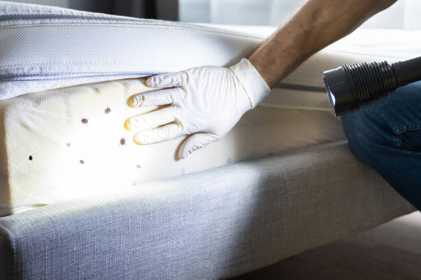 Best Wasp Removal Services  in Kerman, CA