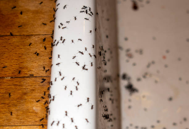 Best Pest Prevention Services  in Kerman, CA